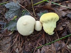 Lycoperdon flavotinctum