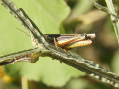 Dichroplus elongatus