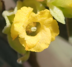 Hermannia lavandulifolia