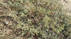 Hermannia lavandulifolia