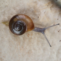 Eopolita protensa