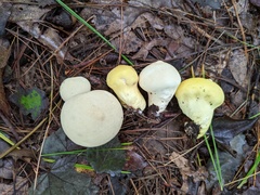 Lycoperdon flavotinctum