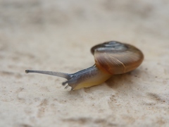 Eopolita protensa