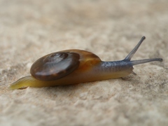 Eopolita protensa