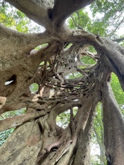 Ficus