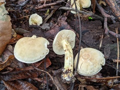 Tricholoma odorum