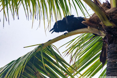 Corvus leucognaphalus