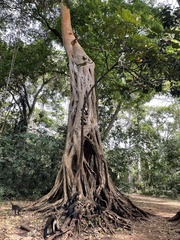Ficus