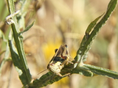 Dichroplus elongatus