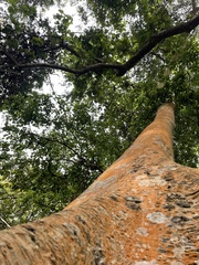 Ficus