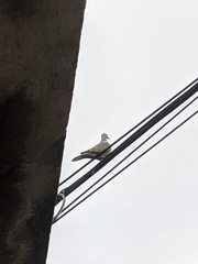 Streptopelia decaocto