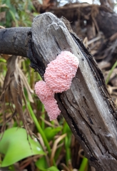 Pomacea canaliculata