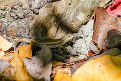 Leiocephalus personatus