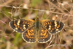 Phyciodes pallescens