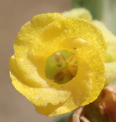 Hermannia lavandulifolia