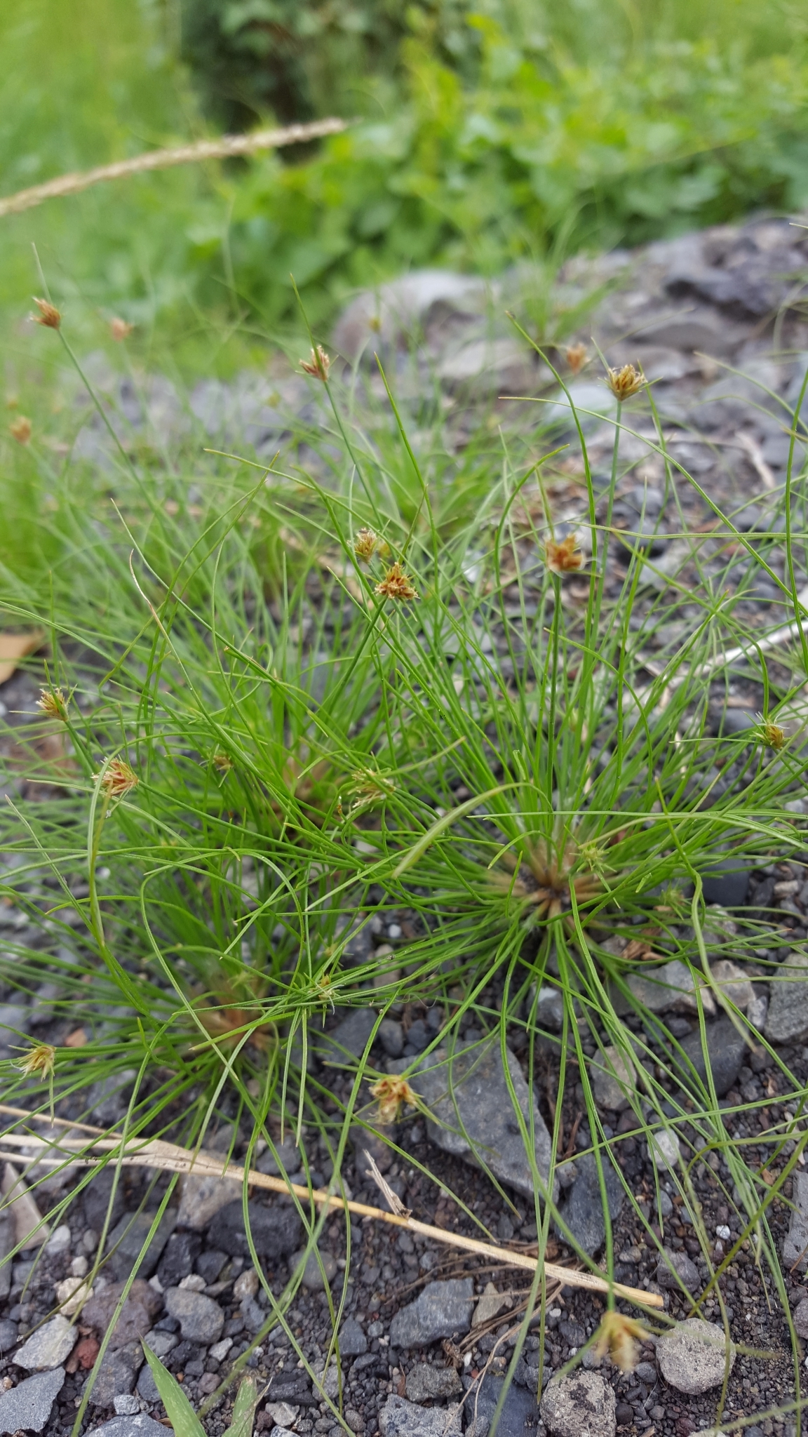 (c) François Rousseu, certains droits réservés (CC BY-NC) https://www.inaturalist.org/observations/107109737