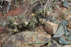 Trichodiadema olivaceum