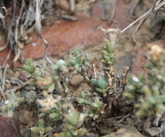 Trichodiadema olivaceum