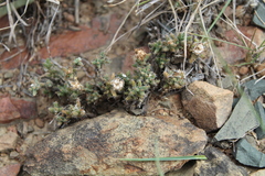 Trichodiadema olivaceum