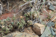 Trichodiadema olivaceum