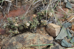Trichodiadema olivaceum