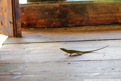 Anolis callainus