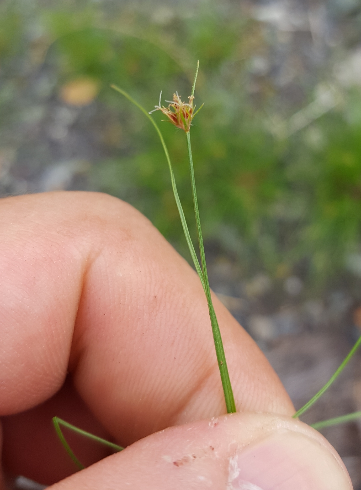 (c) François Rousseu, certains droits réservés (CC BY-NC) https://www.inaturalist.org/observations/107109737