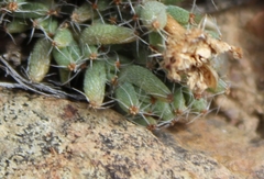 Trichodiadema olivaceum