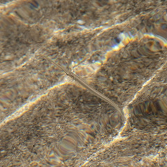 Platybelone argalus