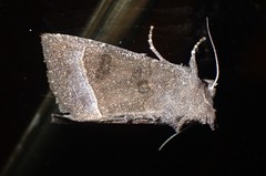 Papaipema nebris