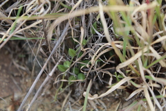 Curio radicans