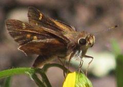 Lon melane vitellina