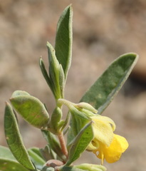 Hermannia lavandulifolia