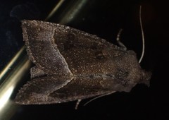 Papaipema nebris