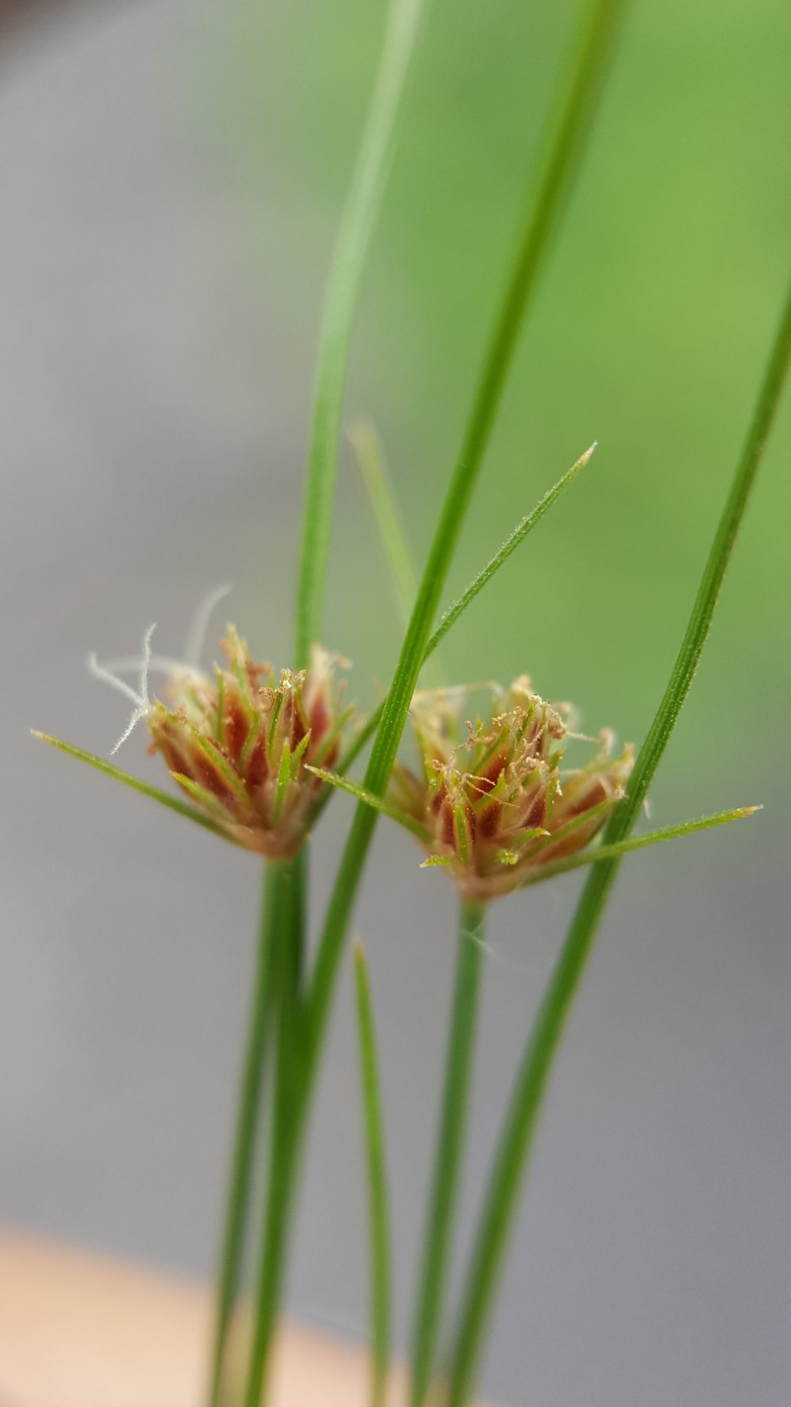 (c) François Rousseu, certains droits réservés (CC BY-NC) https://www.inaturalist.org/observations/107109737