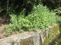 Clinacanthus nutans