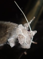 Papaipema nebris