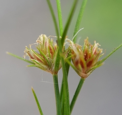 Bulbostylis barbata