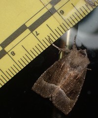 Papaipema nebris