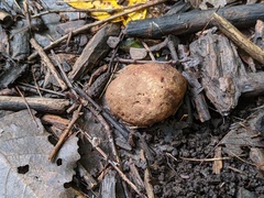 Scleroderma arenicola