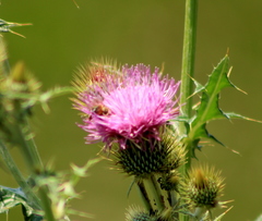 Cirsium rhaphilepis