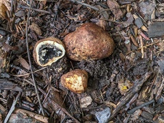 Scleroderma arenicola