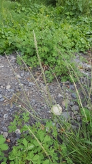 Eragrostis tenella insularis