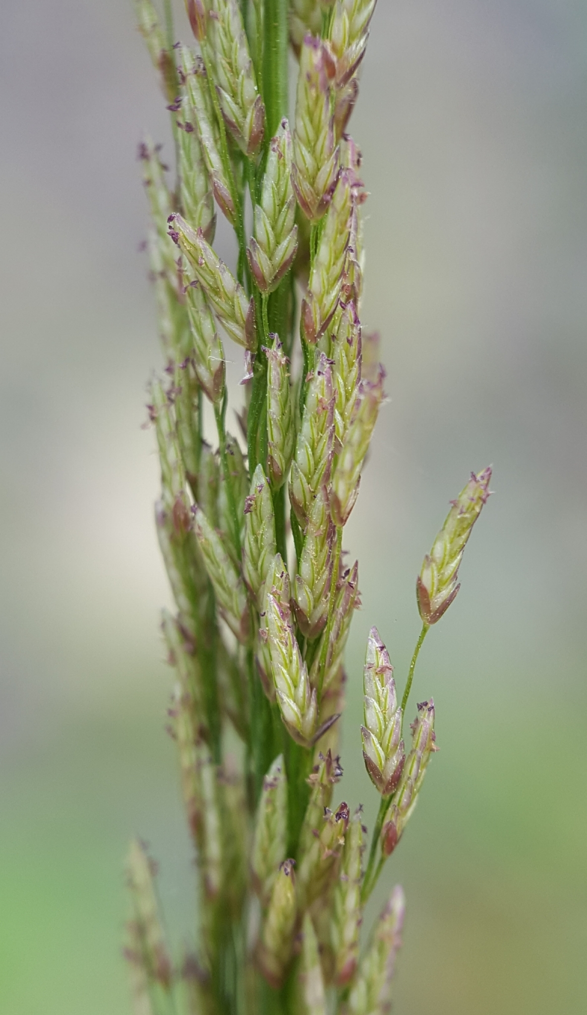 (c) François Rousseu, certains droits réservés (CC BY-NC) https://www.inaturalist.org/observations/107109851
