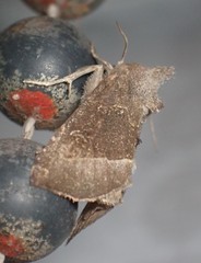 Papaipema nebris