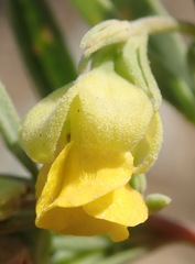 Hermannia lavandulifolia