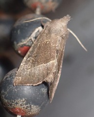 Papaipema nebris
