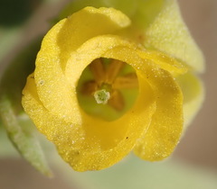 Hermannia lavandulifolia