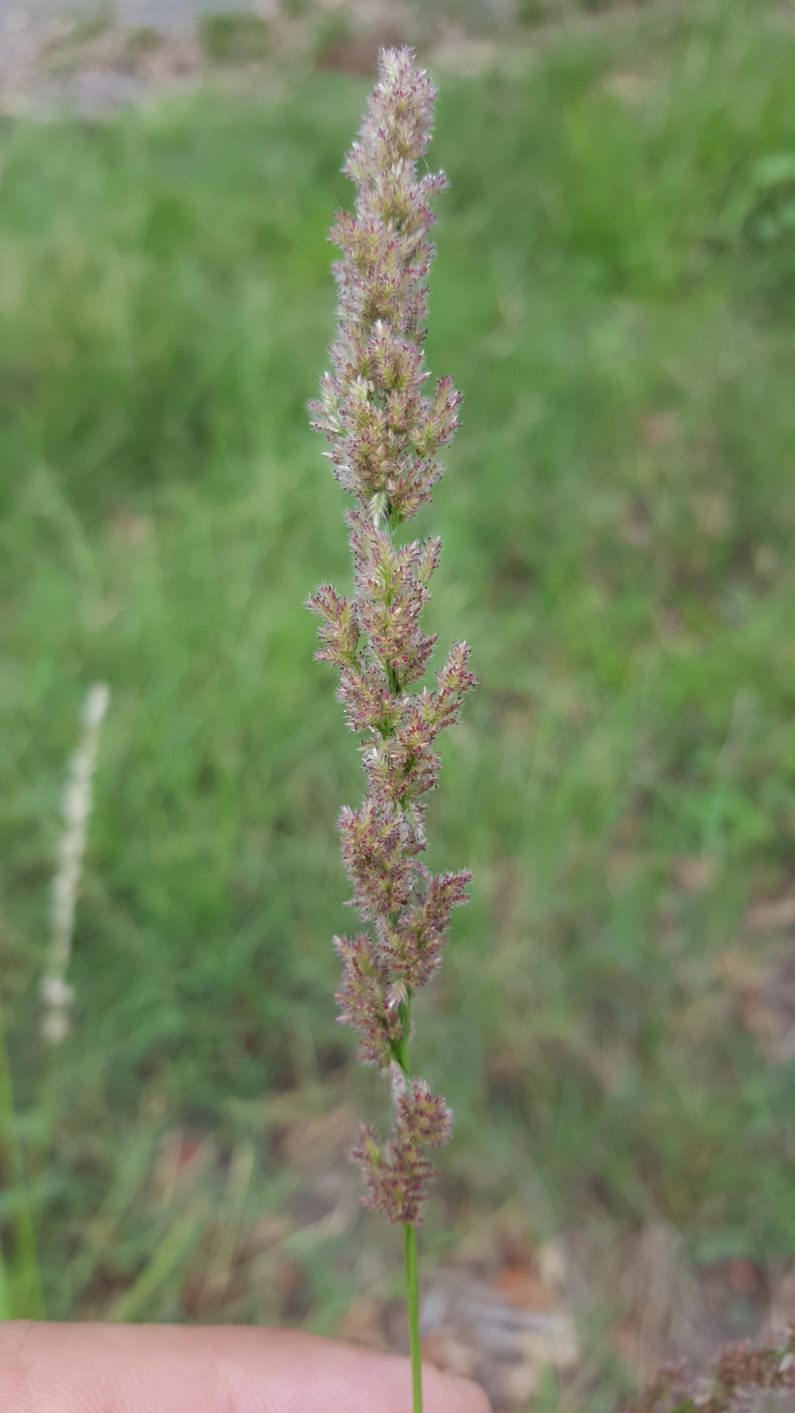 (c) François Rousseu, certains droits réservés (CC BY-NC) https://www.inaturalist.org/observations/107109888