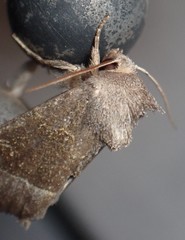 Papaipema nebris